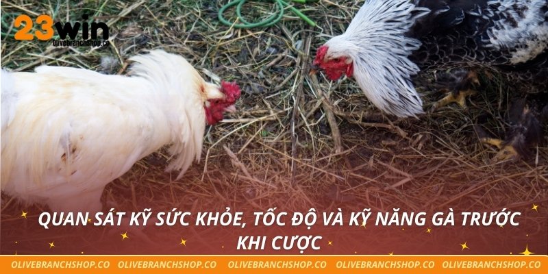 Đá gà 23win Quan sát kỹ sức khỏe, tốc độ và kỹ năng gà trước khi cược