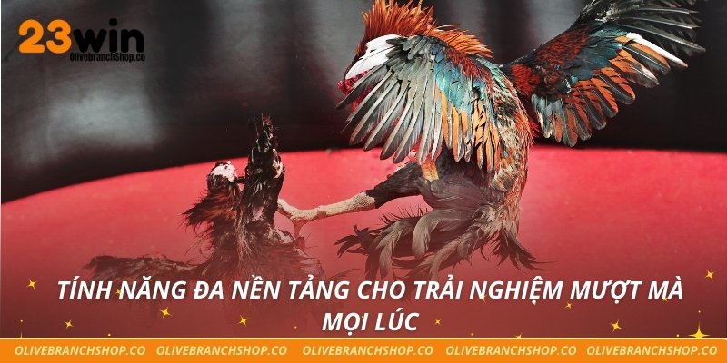 Đá gà 23win Tính năng đa nền tảng cho trải nghiệm mượt mà mọi lúc